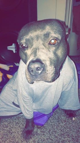 Apollo reunited with owner, old photo
